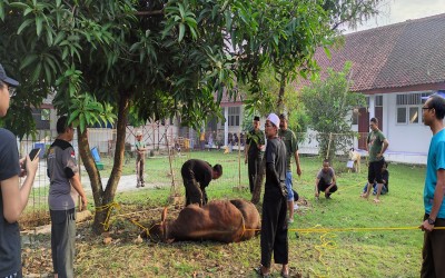 Pelaksanaan Kurban di SMK PK Budi Perkasa